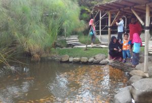 ikan di kolam